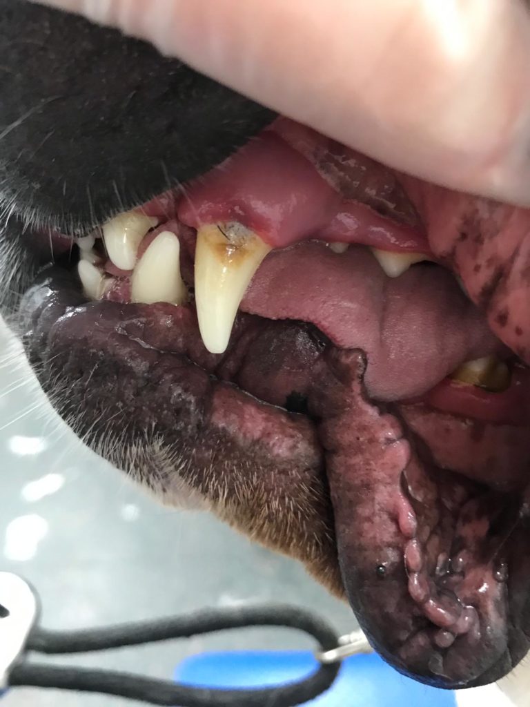 Teeth Cleaning for dogs