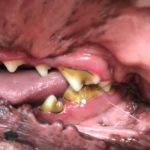 Dog Teeth Cleaning