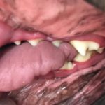 Dog Teeth Cleaning