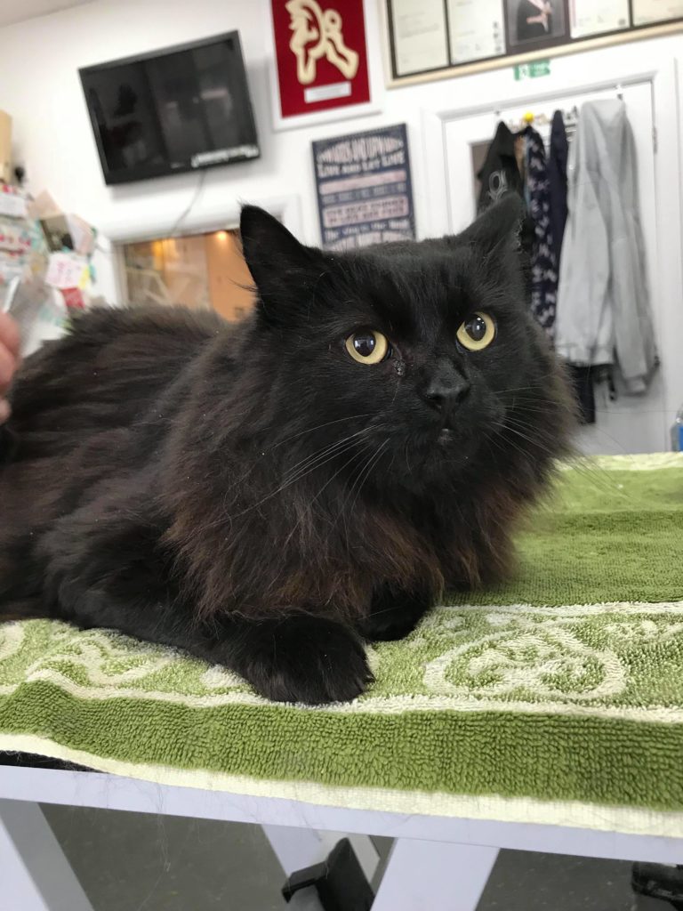 Cat Grooming London