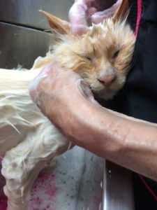 Cat bathing