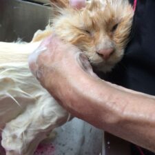 cat being washed at groomers
