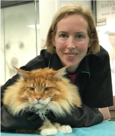 Cat Grooming course at Absolutely Animals