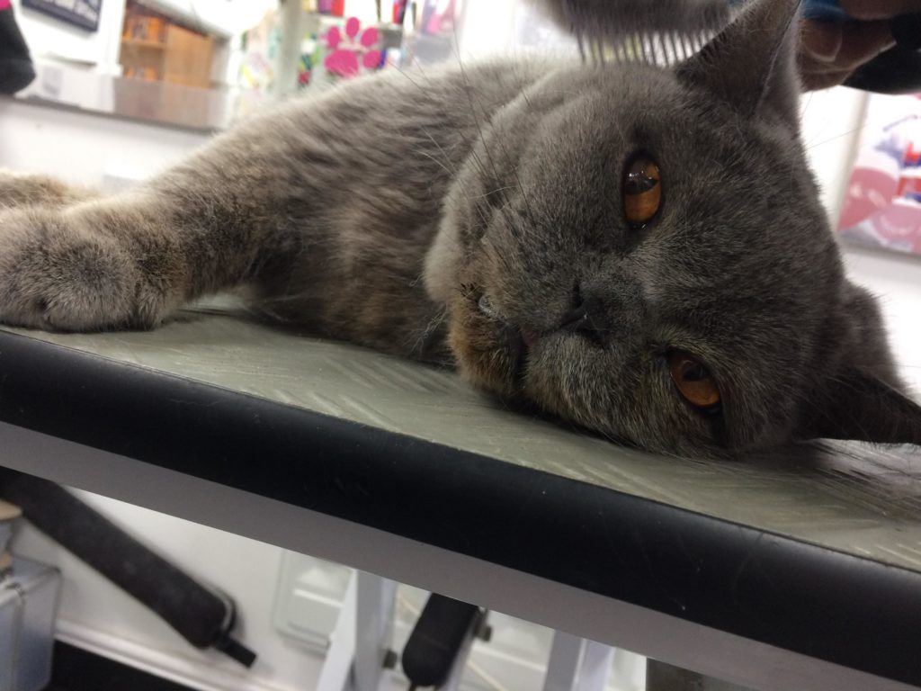 Cat Grooming London