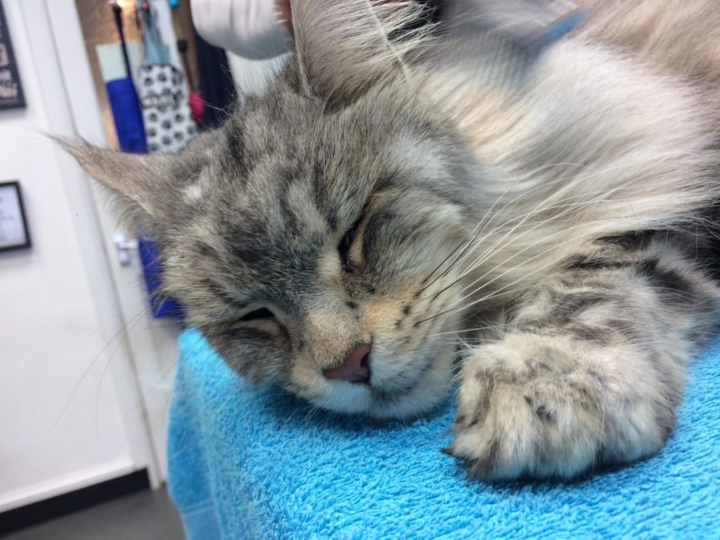 Cat Grooming London