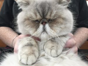 Just too cute...... Cat Groomers