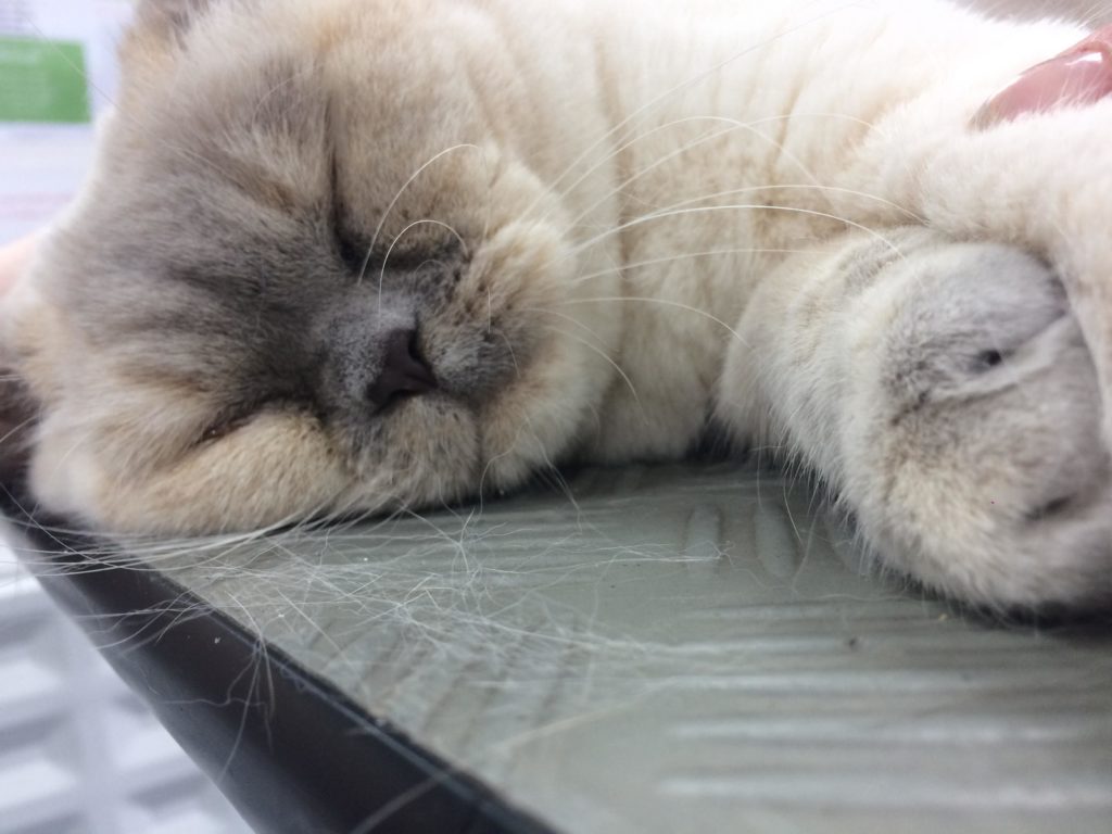 Cat Grooming London