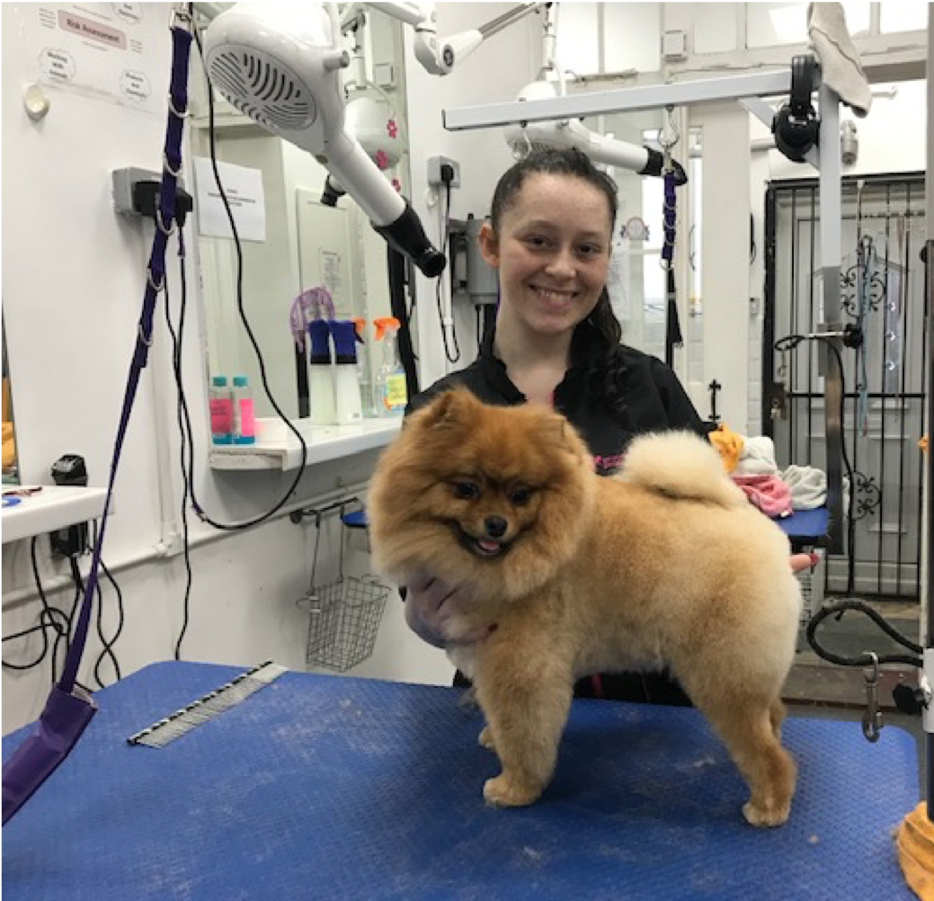 Professional Pet Grooming Courses in London, SE12
