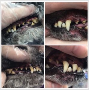 teeth cleaning dog with ultrasound