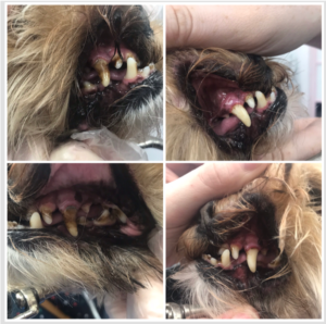 teeth cleaning dog with ultrasound