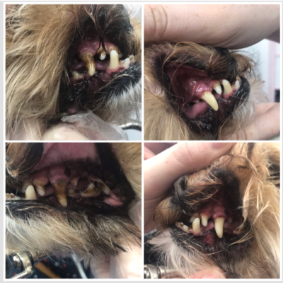 teeth cleaning dog with ultrasound