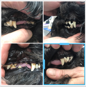 teeth cleaning dog with ultrasound
