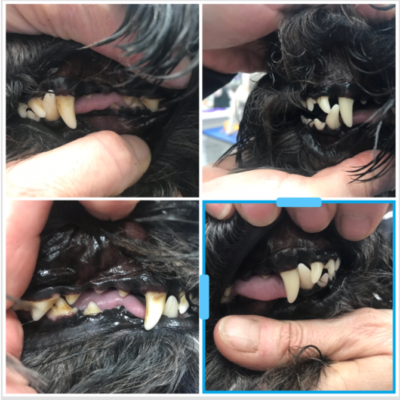 teeth cleaning dog with ultrasound