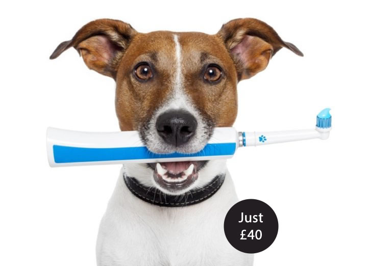 ultrasound dog teeth cleaning 40 pounds