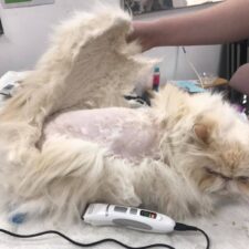matted cat matted cat