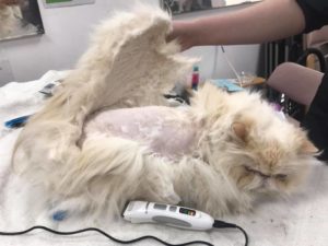 matted cat