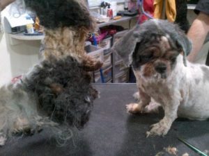 matted shihtzu