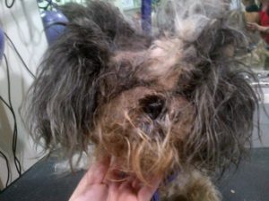 matted shihtzu