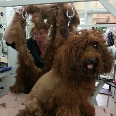 Heidi is surprised at how much hair is removed from a matted dog.