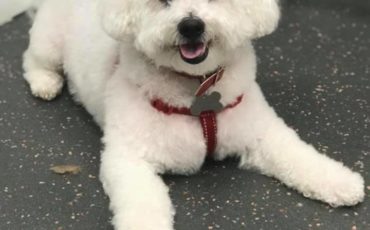 Why doesn't my pet like being brushed?