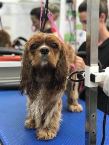 Dog grooming at Absolutely Animals