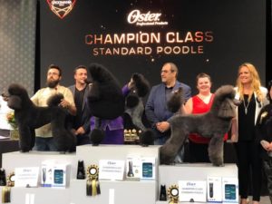 Christine Anderton Absolutely Animals International Award winning groomer