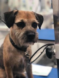 Border Terrier Dog grooming Courses Absolutely Animals