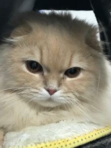 Cat Grooming London