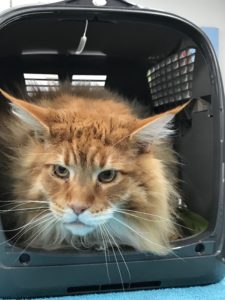 Cat Grooming London
