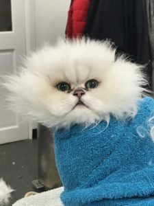 Cat Grooming London