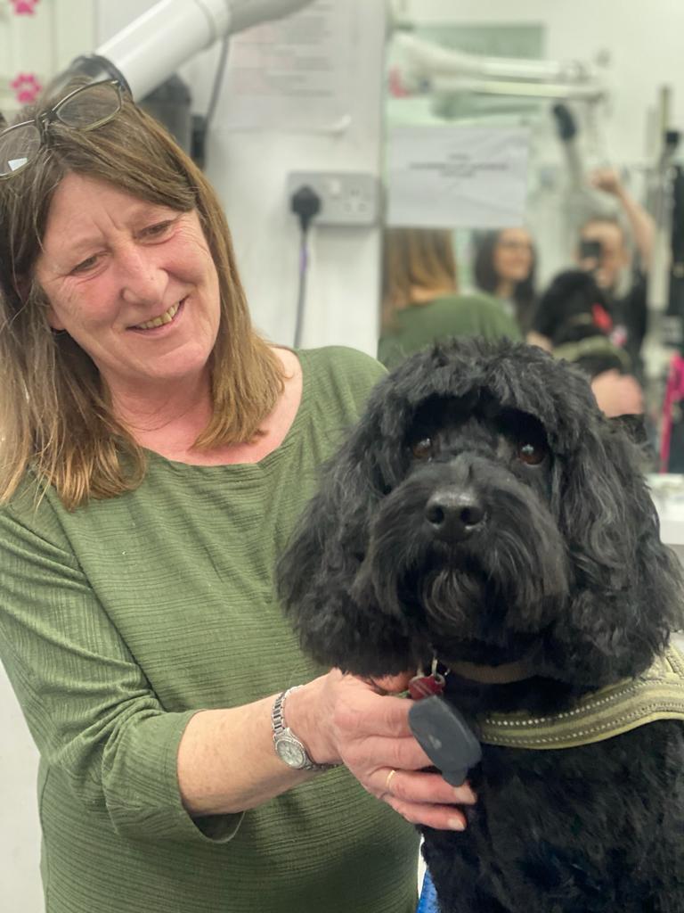 Learn to Groom Your Own Dog Absolutely Animals Ltd