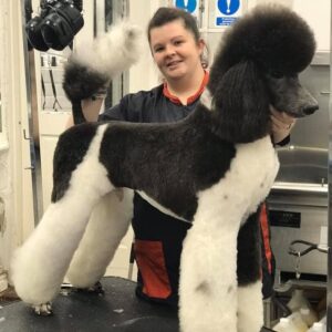 ronnie Parti colour poodle stud available