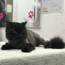 Lion Trim on a Cat