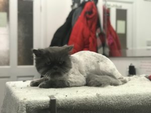 Lion Trim on a Cat