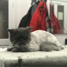 Lion Trim on a Cat