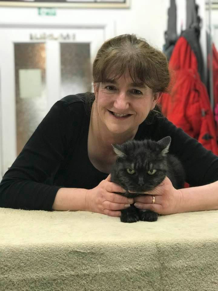cat grooming courses