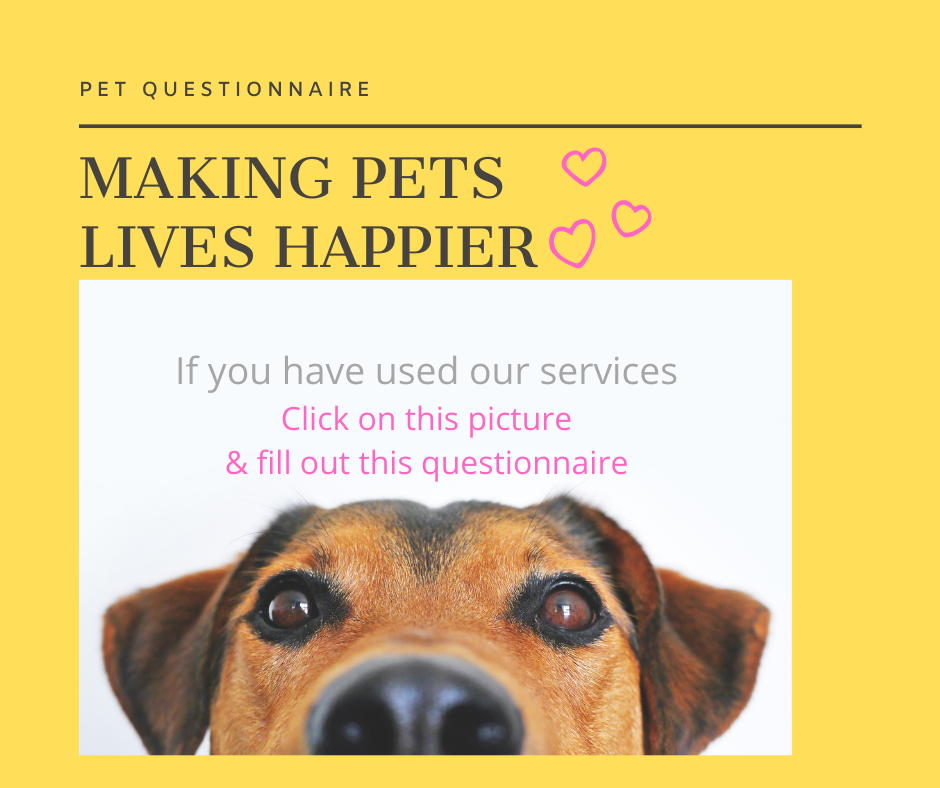 Professional Dog Grooming Services London Absolutely Animals