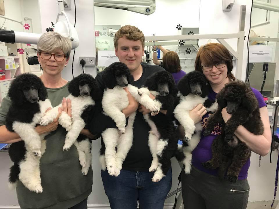 puppy2018litter