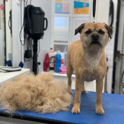 dog grooming