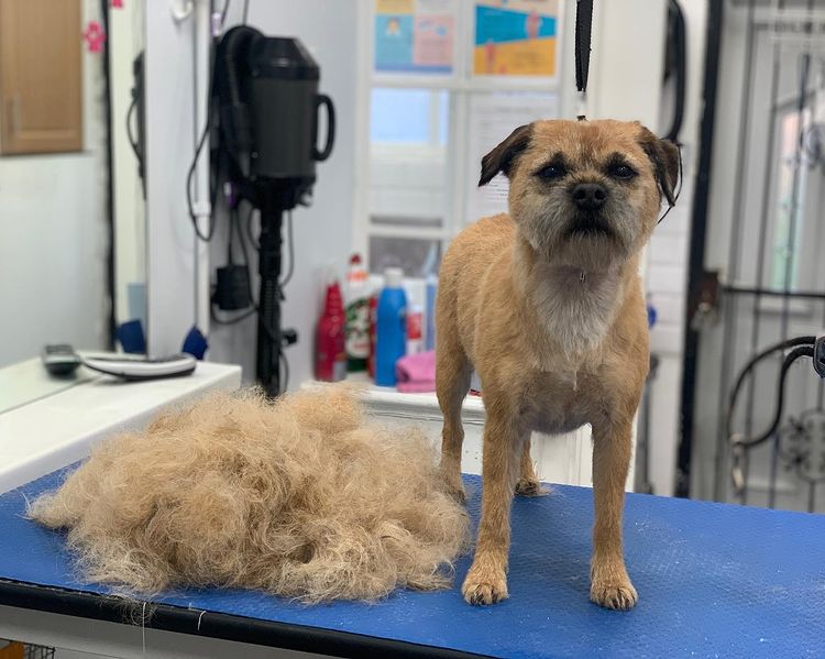 Why take your dog to a groomer?
