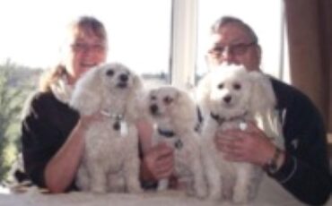 Dog shop stories 2018