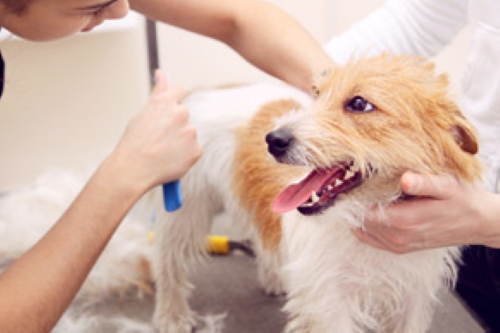 The difference between a full groom and a bath and brush service