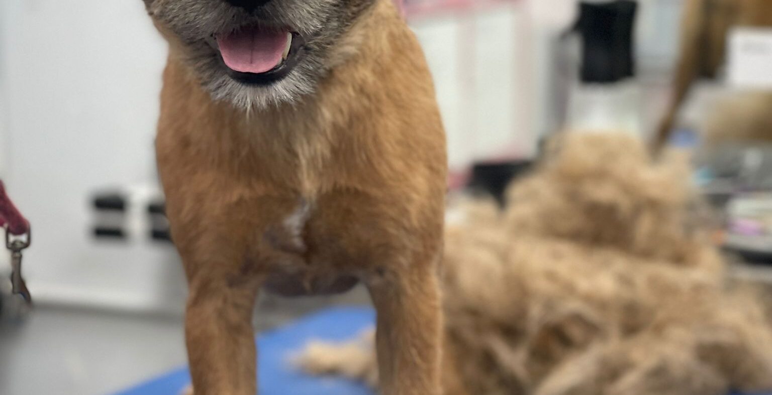Senior Dog Grooming: What to Change as Your Dog Ages
