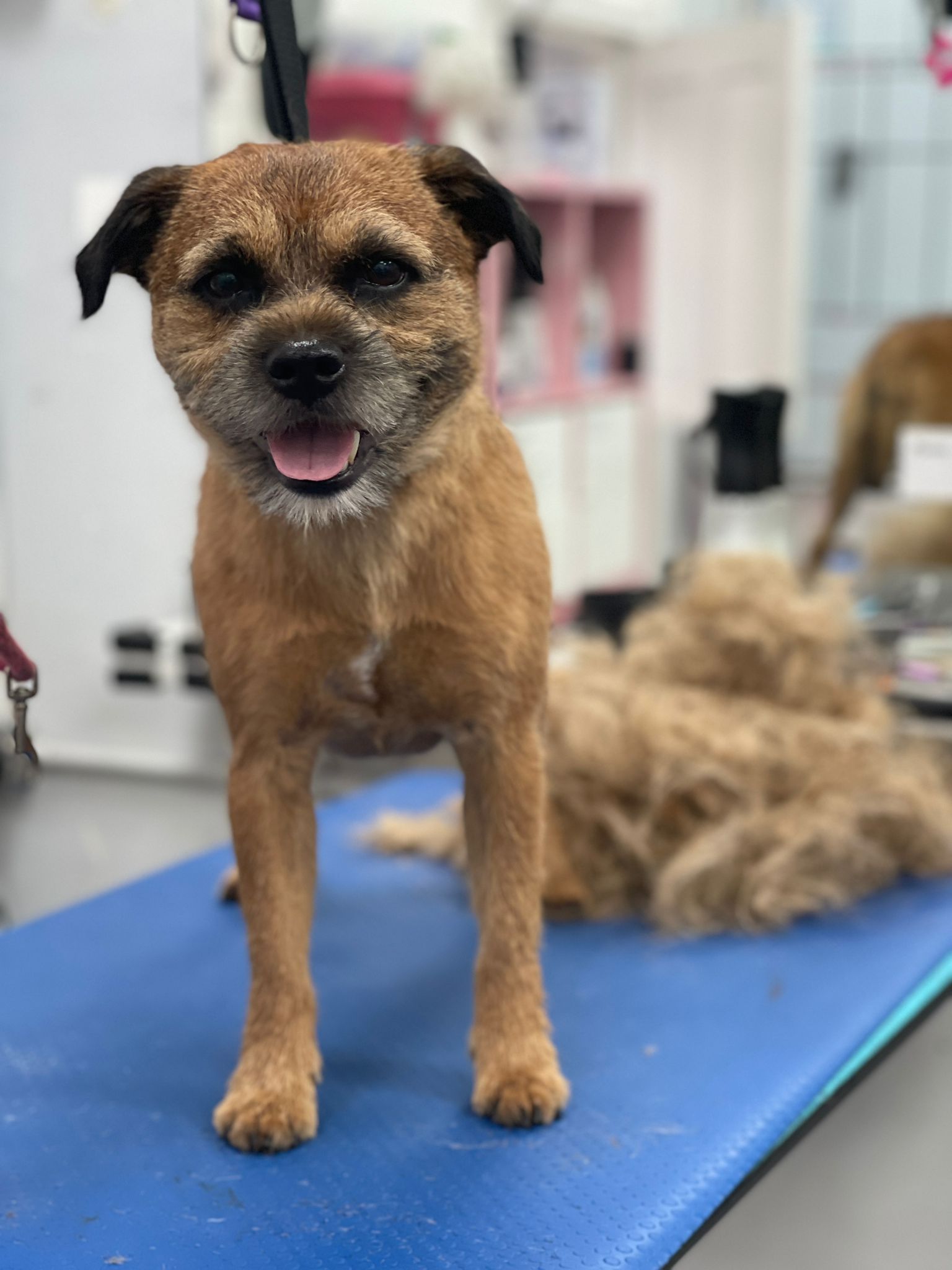 Hand Stripping (for dogs) Absolutely Animals Ltd Professional Groomers