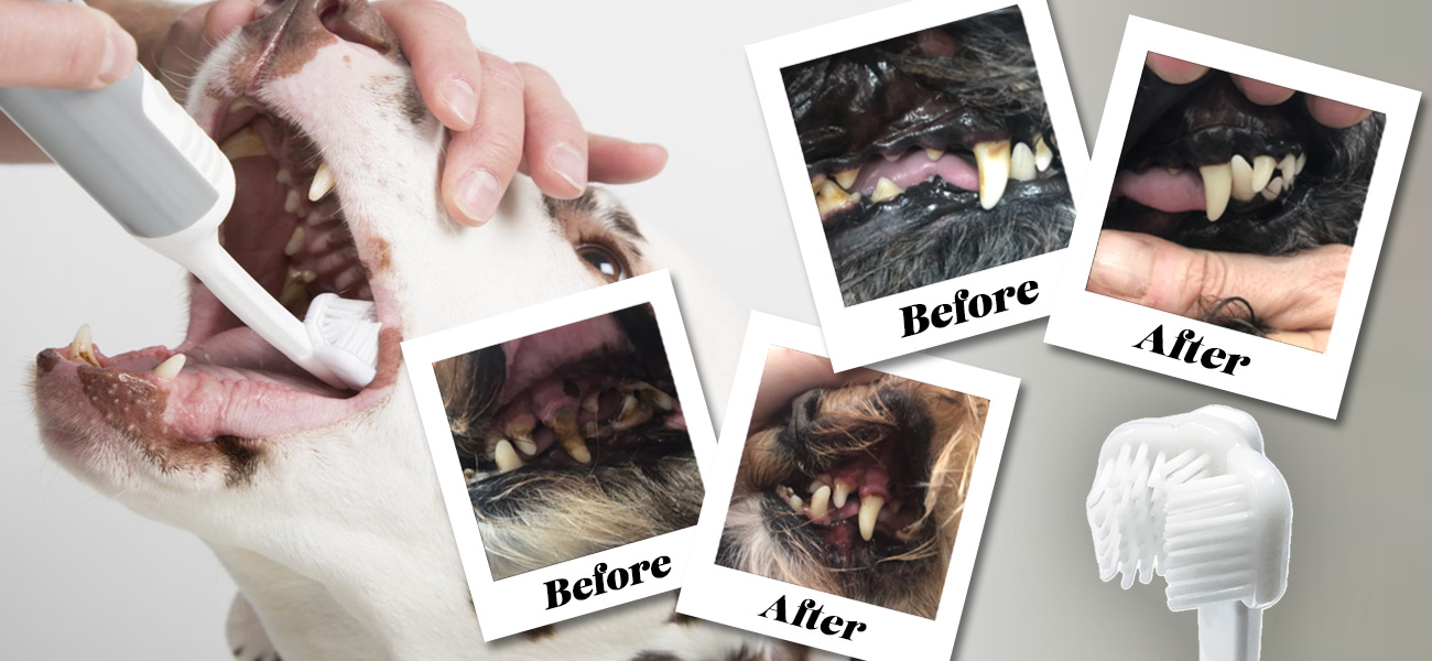 dog teeth cleaning