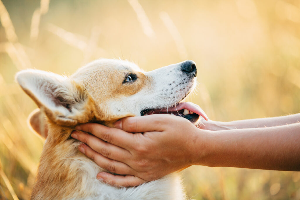 Pet Owner Advice
