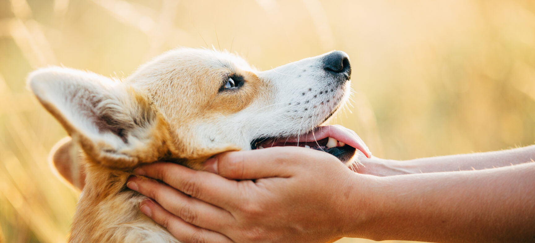 Pet Owner Advice - Absolutely Animals Ltd Pet Owner Advice - Absolutely Animals Ltd