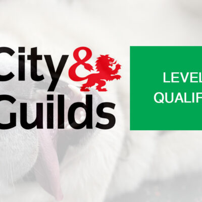city and guilds qualified level 4 dog grooming