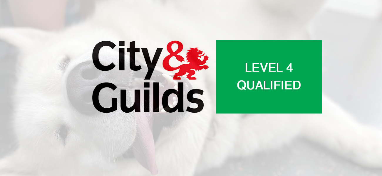 city and guilds qualified level 4 dog grooming