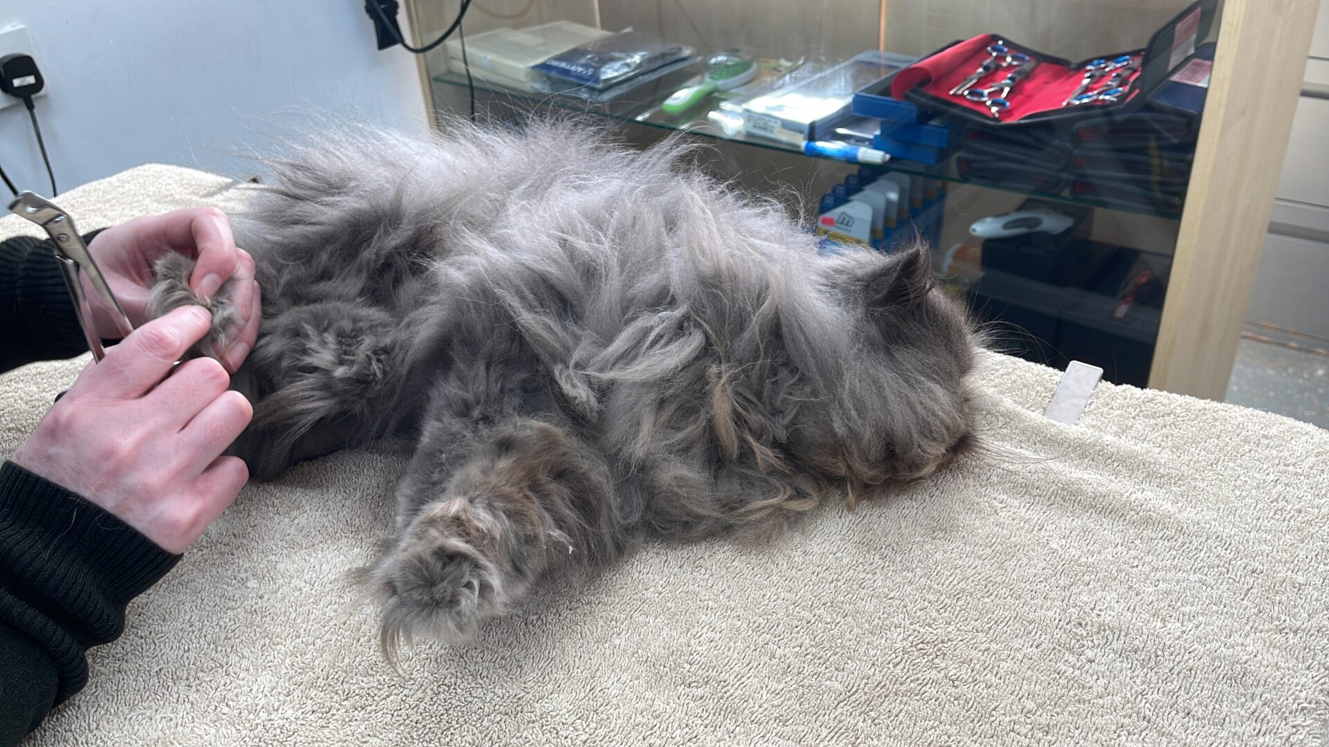 Cat Walkin Nail Trimming Absolutely Animals Ltd